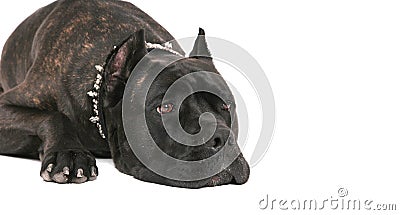 Black mastiff Stock Photo