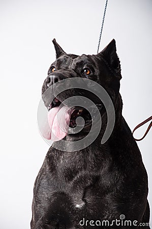 Black mastiff isolated on white Stock Photo