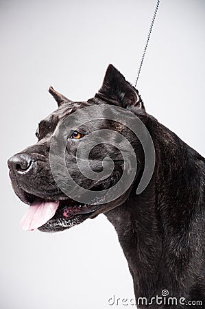 Black mastiff isolated on white Stock Photo