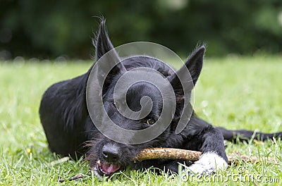 Black mixed breed dog with white paws chews relaxed on a stick Stock Photo