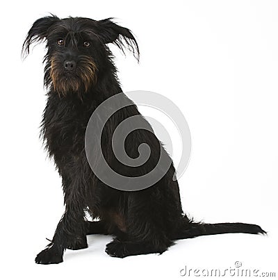 Black mixture dog Stock Photo