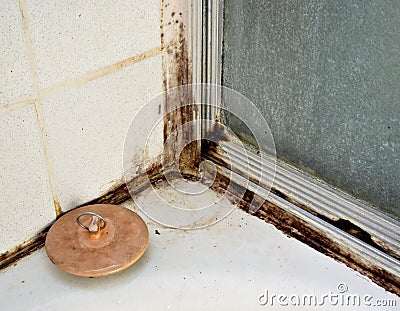 Black Mold Stock Photo