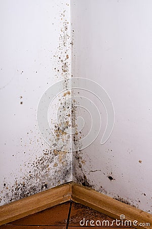 Black mould. Stock Photo