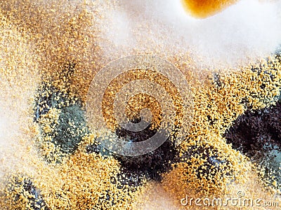 Black mold. Microbiology. Bacterium colony, macro and top view Stock Photo