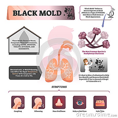 Black mold vector illustration. Labeled symptom and description infographic Vector Illustration