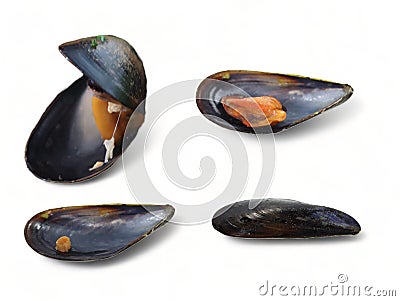 Black mollusk mussel open shell- Stock Photo
