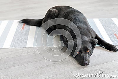 Black mongrel dog sleeps at home on floor Stock Photo