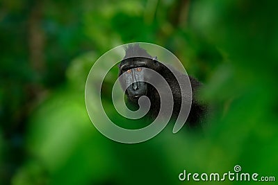 Black monkey hidden in the green vegetation, sitting in the nature habitat, dark tropical forest. Celebes crested Macaque, Macaca Stock Photo