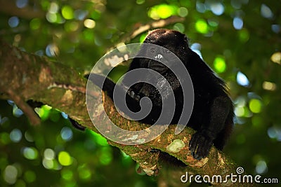 Black monkey. Mantled Howler Monkey Alouatta palliata in the nature habitat. Black monkey in the forest. Black monkey in the Stock Photo