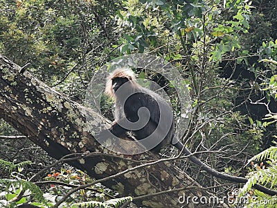 Nilgiri Langur sitting on a tree in Kinnakorai forest,Tamilnadu,India. Stock Photo