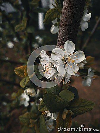 Black moody sullen photograph. White spring flower of berries on a dark background. Sadness and mood concept Stock Photo