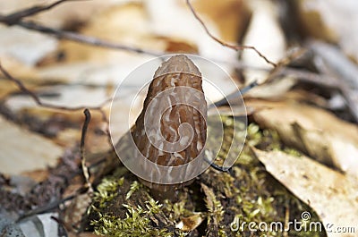 Black Morel Mushroom Stock Photo
