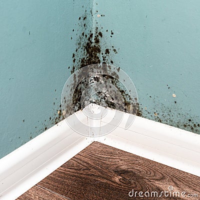 Black mould on wall closeup Stock Photo