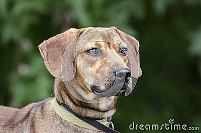 Black Mouth Cur Hound Beagle mixed breed dog Stock Photo