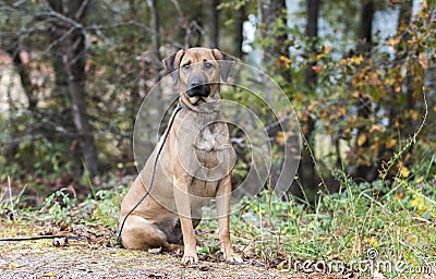 Black Mouth Cur mix dog adoption Stock Photo