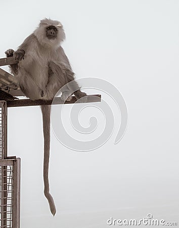 Black mouthed langoor monkey sitting on an iron shed with its tail hanging. Apes concept Stock Photo