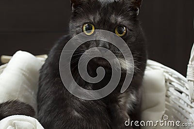 Black multiracial cat with a mesmerizing look with large eyes. Stock Photo