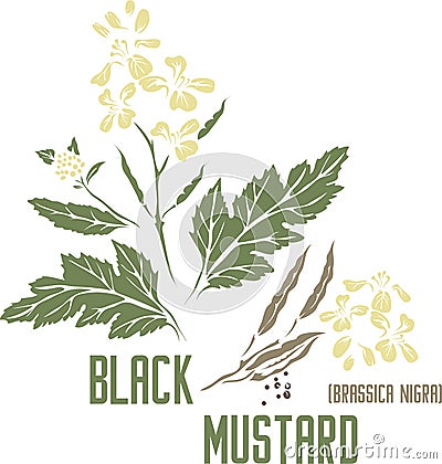 Black mustard silhouette in color image vector illustration Vector Illustration
