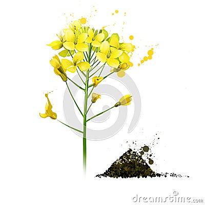 Black mustard yellow plant. Brassica nigra Cartoon Illustration