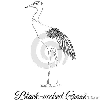 Black necked crane outline bird Vector Illustration