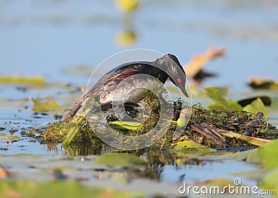Black necked grebe constantly improving its nest Stock Photo