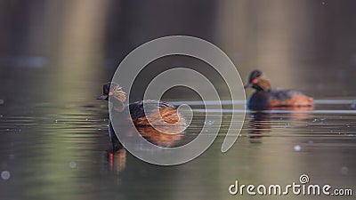 Black-necked Grebes in Breeding Form on Lake Stock Photo