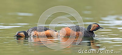 Black-necked Grebes Stock Photo