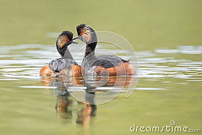 Black-necked Grebes (Podiceps nigricollis) Stock Photo