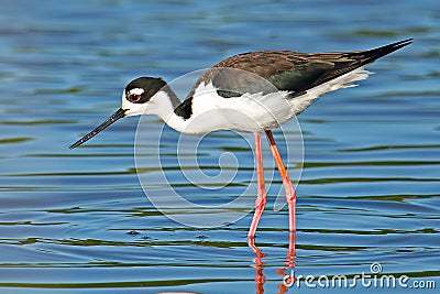 Black-necked Stilt Stock Photo