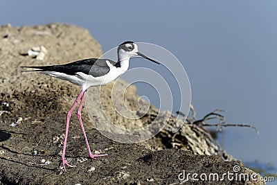 Black-necked stilt, don edwards nwr, ca Stock Photo