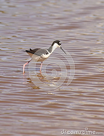 Black-necked Stilt hunting for food Stock Photo