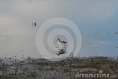 Black-Necked Stilt Himantopus mexicanus 3 Stock Photo