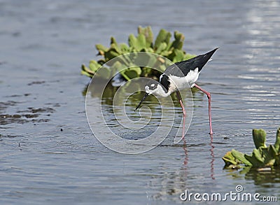 Black-necked Stilt Himantopus mexicanus foraging on edge of Lake Chapala Stock Photo