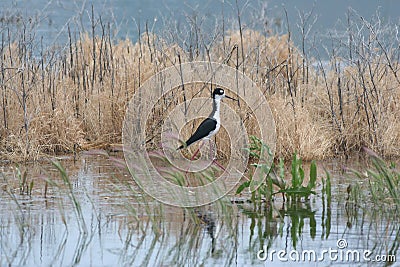 Black-Necked Stilt Himantopus mexicanus 2 Stock Photo