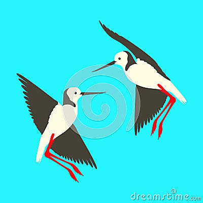 Black - necked stilts bird vector illustration flat Vector Illustration