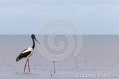 Black-necked stork (Ephippiorhynchus asiaticus) Stock Photo