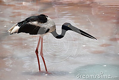 Black necked stork, Ephippiorhynchus asiaticus, Hyderabad, Telanagana, India Stock Photo