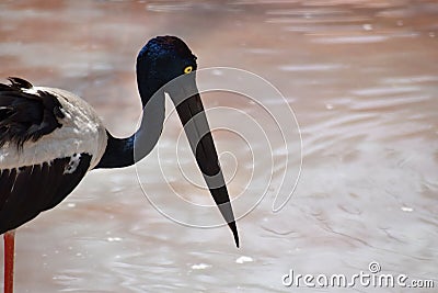 Black Necked Stork, Ephippiorhynchus asiaticus, Hyderabad, Telanagana, India Stock Photo