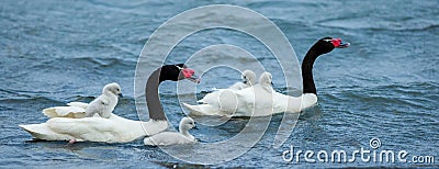 Black-Necked Swan Pair Stock Photo