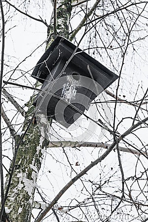 Black nesting box hanging on the birch tree in wintertime Stock Photo