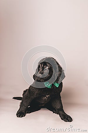 Black newfoundland puppy with green bow tie against a grey seamless background Stock Photo