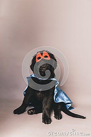 Black newfoundland with a red hero mask and blue cape against a grey seamless background Stock Photo