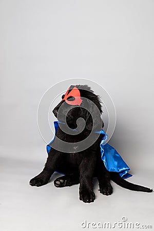 Black newfoundland with a red hero mask and blue cape against a grey seamless background Stock Photo