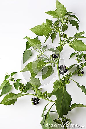 Black nightshade, blossoms, fruits, leaves, poisonous plant Stock Photo