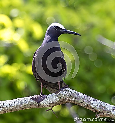 Black Noddy bird Stock Photo