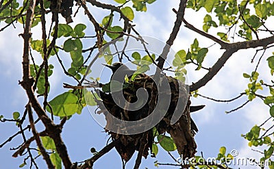Black Noddy nesting Stock Photo