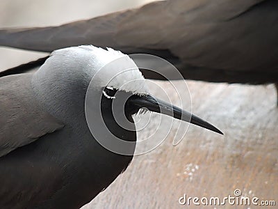 Black noddy or white-capped noddy Anous minutus Stock Photo