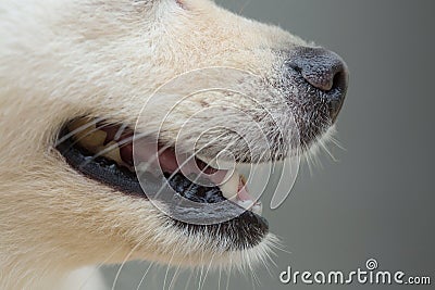 Black nose smell of white dog Stock Photo