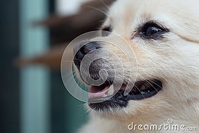 Black nose smell of white dog Stock Photo