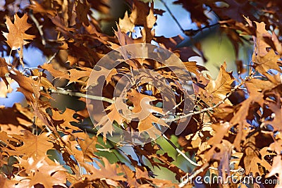 Black Oak Leaves 704874 Stock Photo